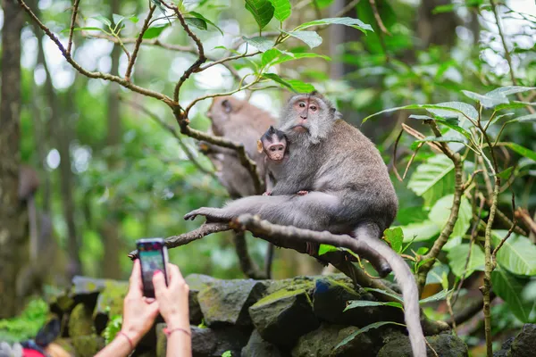 Туристический принимая фотография семьи обезьяна — стоковое фото