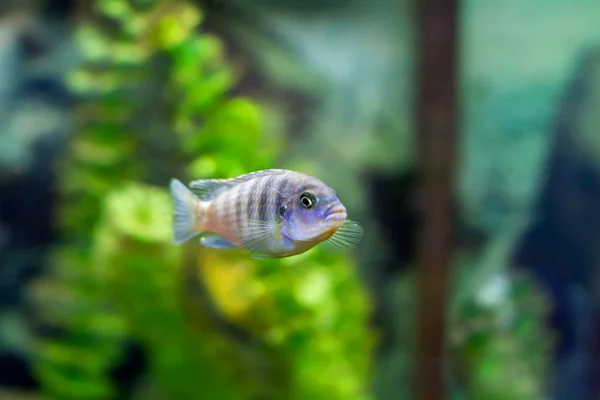 Красивые маленькие Аквариумные рыбы — стоковое фото