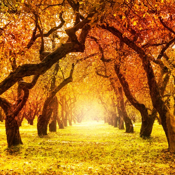 Осень. осенью. Осенний парк — стоковое фото