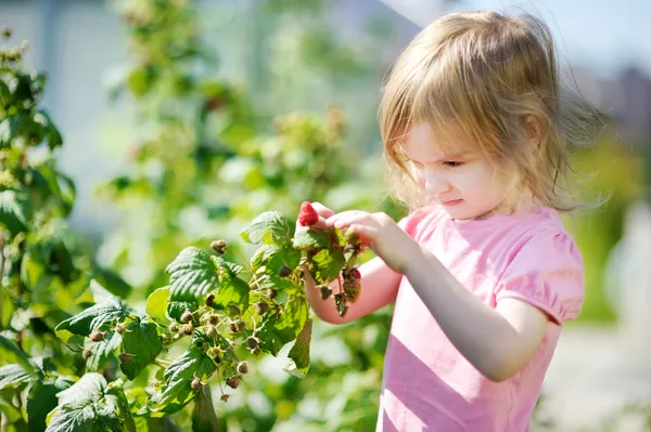Блеск девушка выбирая малины в саду — стоковое фото