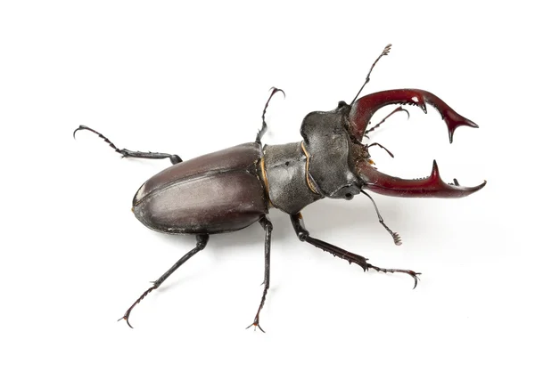 Предназначенный только для мужчин жук — стоковое фото