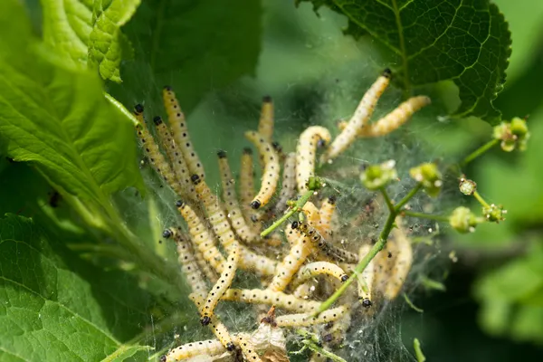 Гусеница колонии — стоковое фото