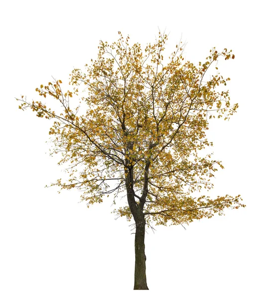 Поздней осенью желтого дерева на белом — стоковое фото