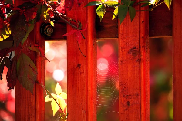 Красный сад — стоковое фото