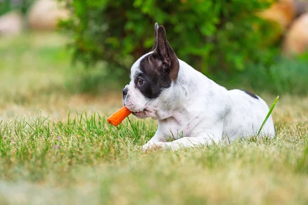 Французский бульдог щенок ест морковь — стоковое фото
