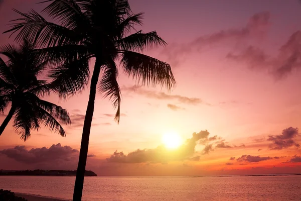 Силуэт пальм на закате — стоковое фото