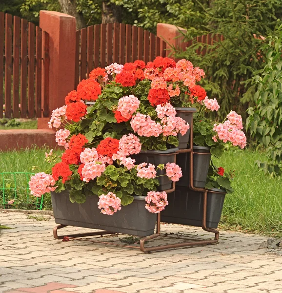 Розовая герань в цветочный горшок — стоковое фото