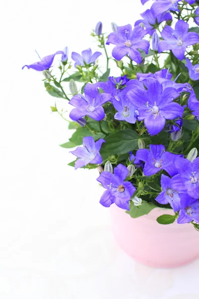 Фиолетовый колокольчик цветки крупным планом — стоковое фото