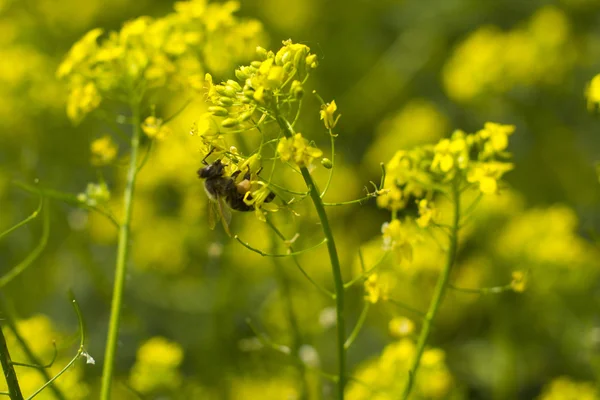 Пчела и горчица цветы — стоковое фото