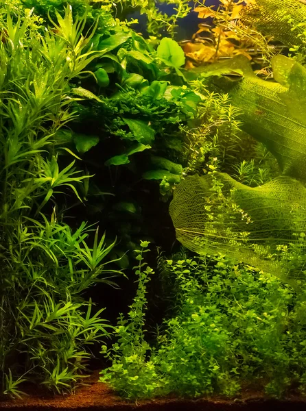 Морские водоросли и растений в воде — стоковое фото