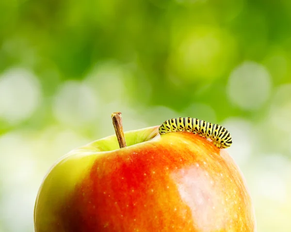 Зеленая гусеница на красном яблоке — стоковое фото