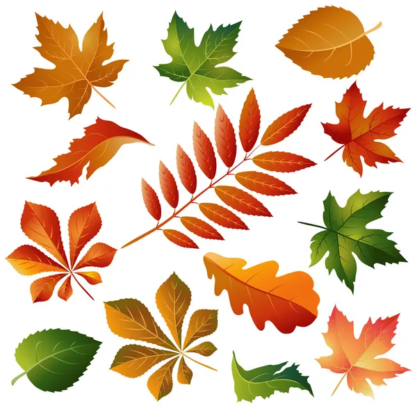 Коллекция красивых красочные осенние листья — стоковый вектор