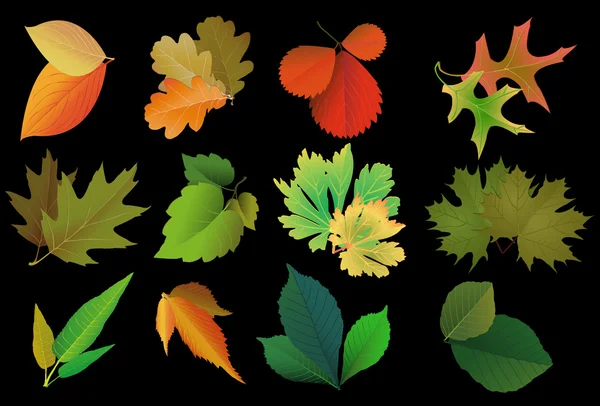 Набор листья разных деревьев — стоковый вектор