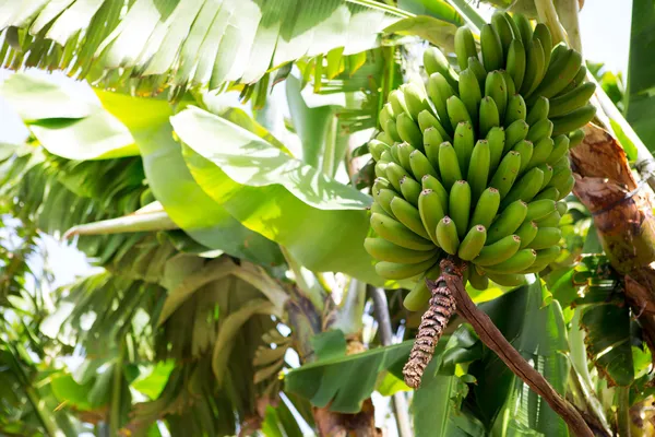 Канарский банановой плантации Platano в Ла Пальма — стоковое фото