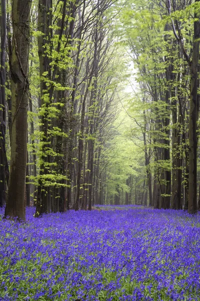 Ковер яркой колокольчика Весна лесной пейзаж — стоковое фото