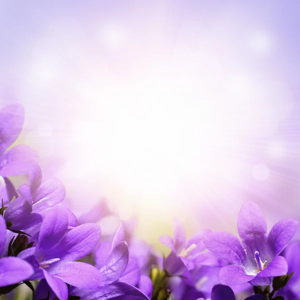 Фиолетовый колокольчик Весенние цветы фон — стоковое фото