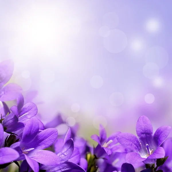 Абстрактный фиолетовый весной цветы фон — стоковое фото