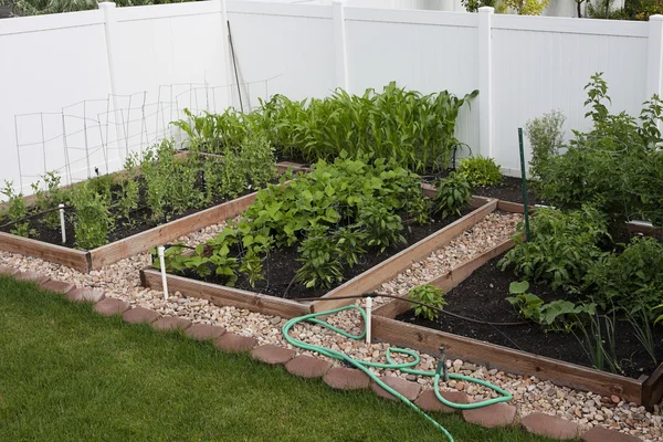 Дворе органический огород — стоковое фото