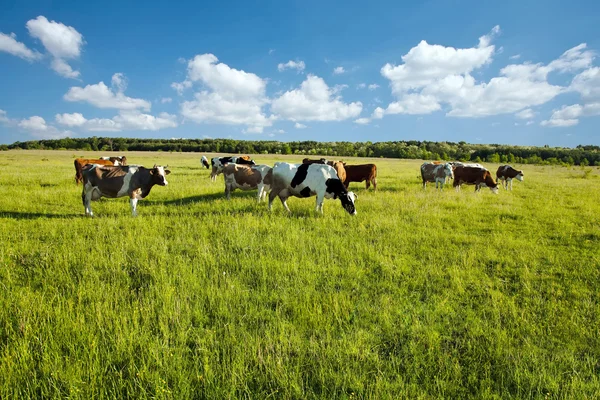 Коров, пасущихся в зелёный луг — стоковое фото