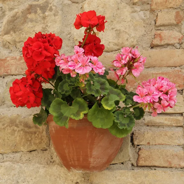 Розовая и Красная герань цветы в горшок на кирпичной стене, Тоскана, ita — стоковое фото