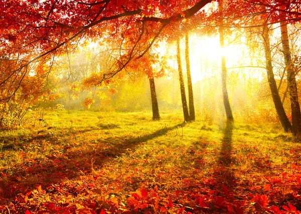 Осенний парк. осенние деревья и листья. падение — стоковое фото