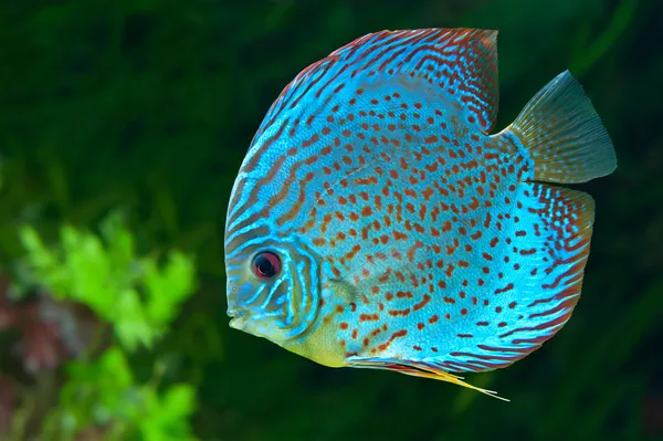 Голубая пятнистая рыба дискусов в аквариуме — стоковое фото