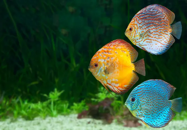 Три яркие дискусов в аквариуме — стоковое фото