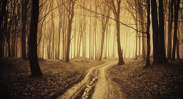 Дорога через лес с черным деревьями и туман в конце осени — стоковое фото