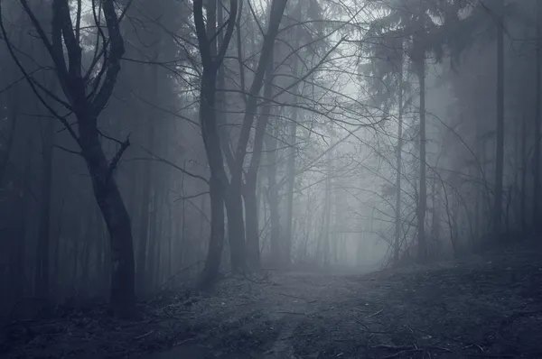 Темный путь корыта жуткий лес с туманом — стоковое фото