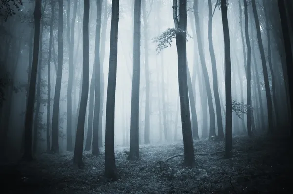 Деревья в лесу темно жуткий с туманом в конце осени — стоковое фото