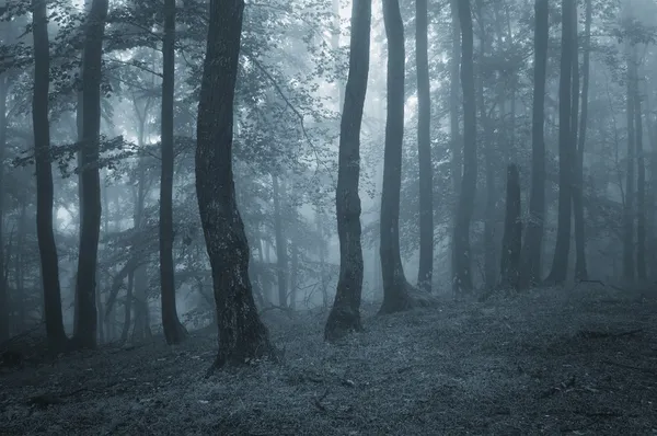 Темный Очарованный таинственный лес с туманом в конце осени на Хэллоуин — стоковое фото