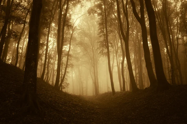Таинственный фэнтези как лес с туманом в конце осени — стоковое фото