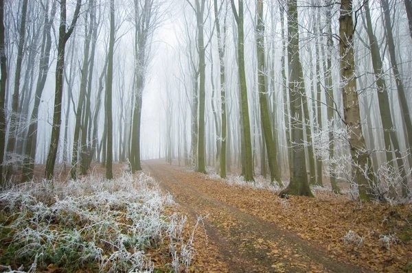 Дорога через лес с туман и Мороз на ветках поздней осенью — стоковое фото