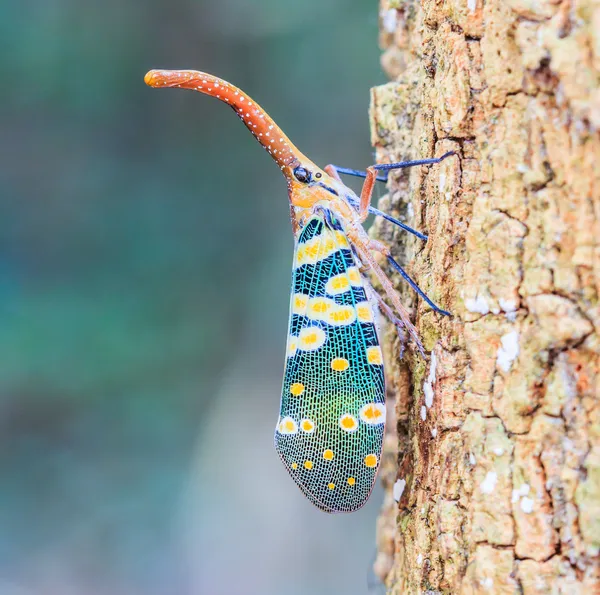 Lanternfly, насекомое на дереве плоды — стоковое фото