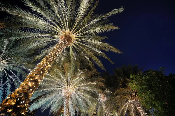 Пальмовые деревья, украшенные рождественские гирлянды ночь — стоковое фото