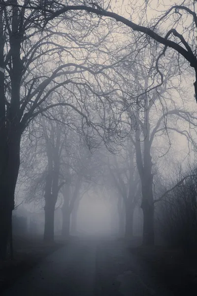 Прямо туманный проход в окружении темных деревьев — стоковое фото