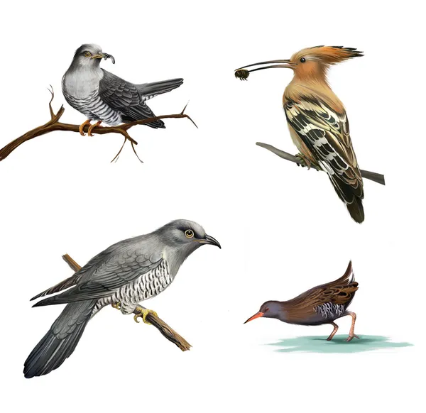 Часы с кукушкой на дерево, удод (upupa epops) и иллюстрация птицы воды изолированные на белом фоне — стоковое фото