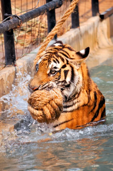 Тигр trainning — стоковое фото