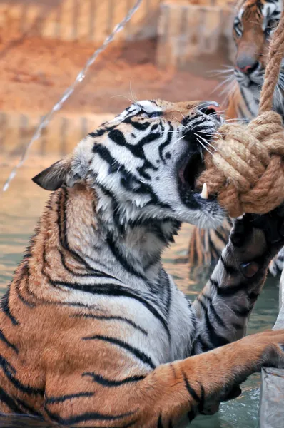 Тигр trainning — стоковое фото