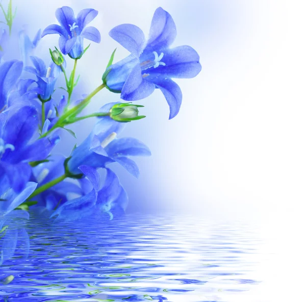 Цветы на белом фоне, темные Синие колокольчики — стоковое фото