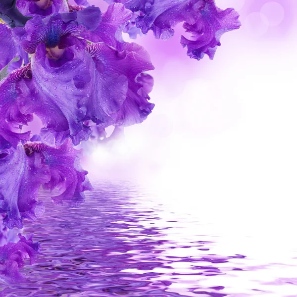 Фиолетовые ирисы против зеленой травы, Лето бабочка — стоковое фото
