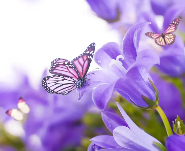 Цветы на белом фоне, темные Синие колокольчики и бабочка — стоковое фото