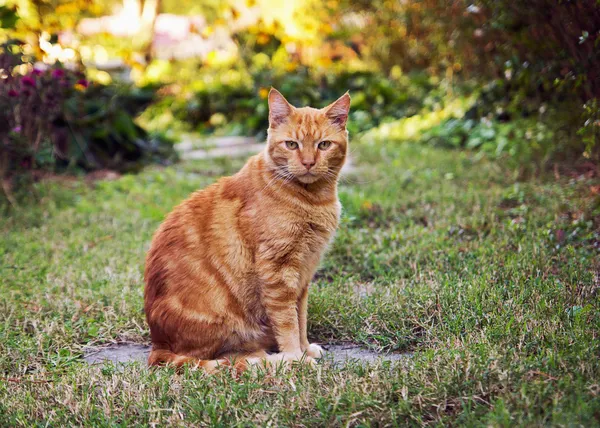 Оранжевая кошка — стоковое фото