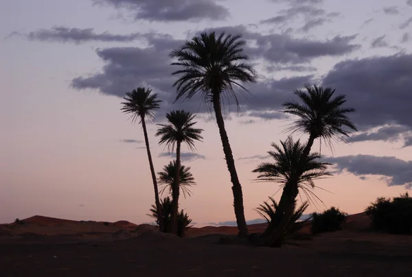 Пальмовые деревья на рассвете — стоковое фото