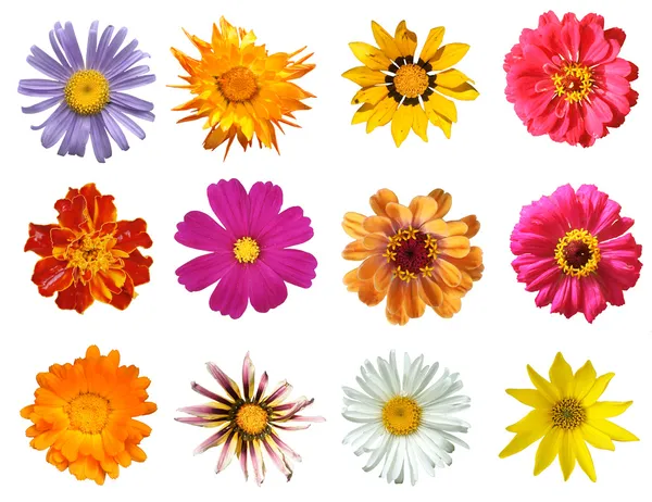 Различные цветы изолированные — стоковое фото