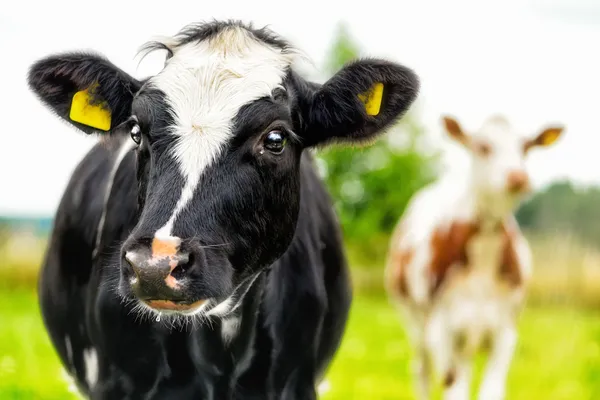 Портрет теленка два любопытно коров — стоковое фото