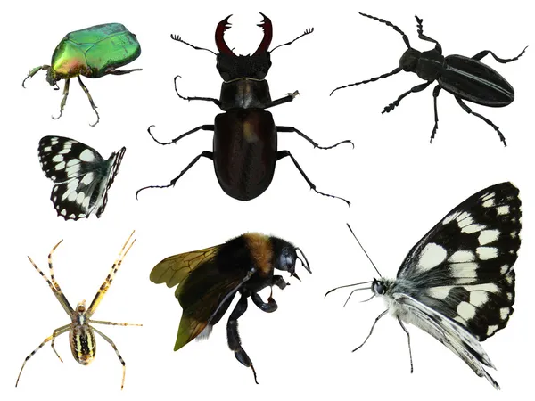 Набор насекомых — стоковое фото