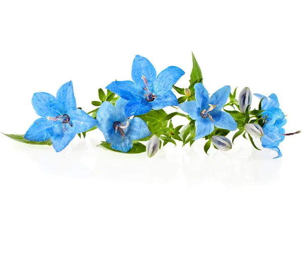 Колокольчик синий цветок, изолированные на белом фоне — стоковое фото