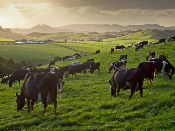 Задевание коров в холмистой сельской местности — стоковое фото