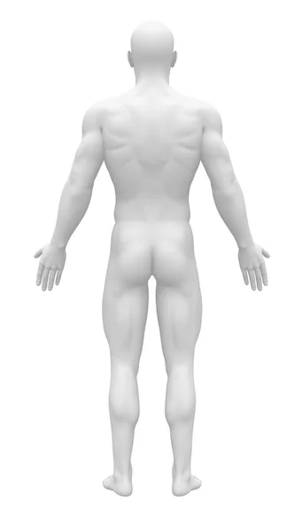 Пустой анатомии фигура - вид сзади — стоковое фото